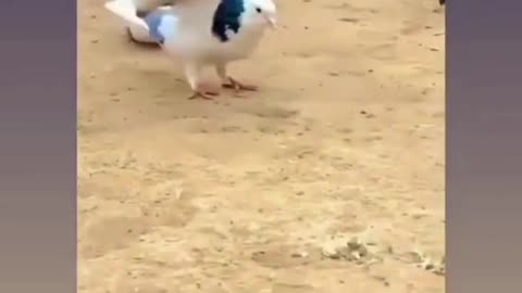 Amazing Bird