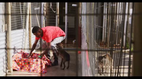 African American volunteer man in a dog shelter with a puppy