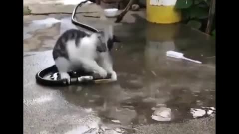 Funny Cat