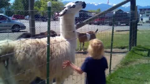 funny baby with animals