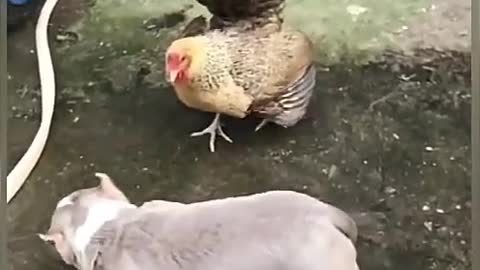 Chiken_VS_Dog_Fight_Funny__(Parte 3)