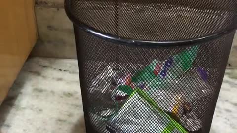 Golden Retriever Puppy gets angry on Dustbin