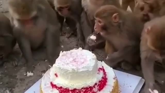 Monkey enjoy Happy Birthday cake 🍰