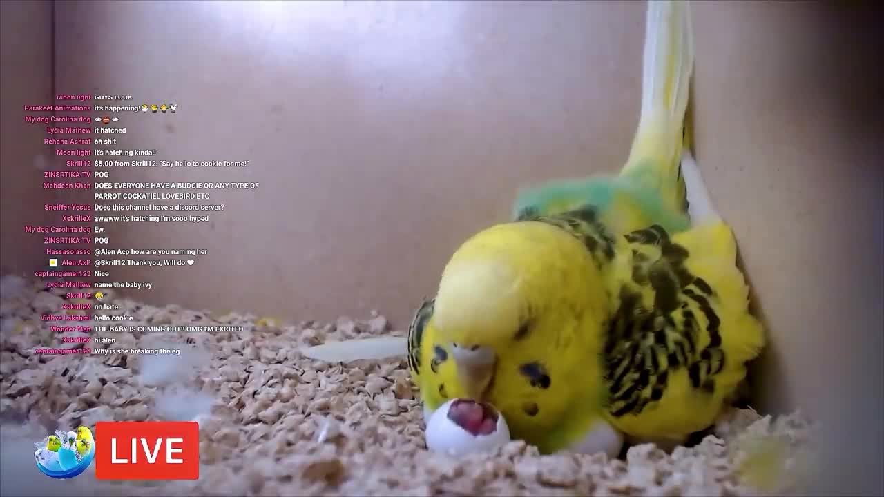 Cute Parrot