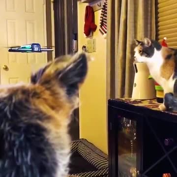 funny|prank|jokes|funny jokes|dad jokes|funny memes|funny video|fun|laughing|funny animal|knock 05