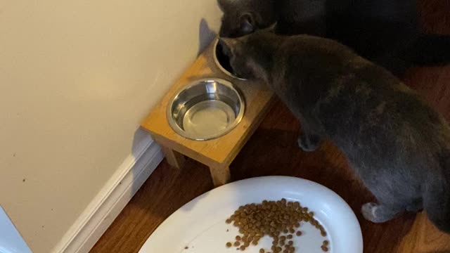 Love is in the air ❤️🏡🙏🐈