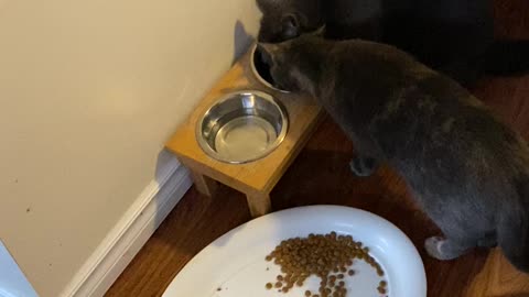 Love is in the air ❤️🏡🙏🐈