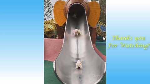Cute funny Pets, Funny Animals, try not to Laugh