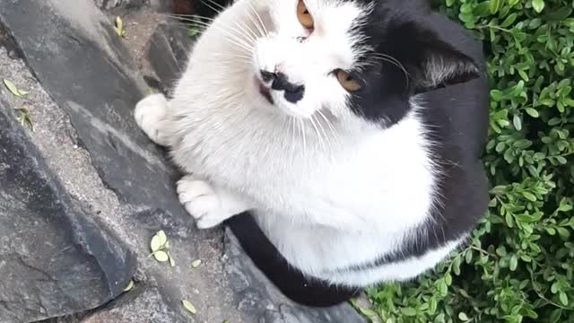 Street cat is very cute.