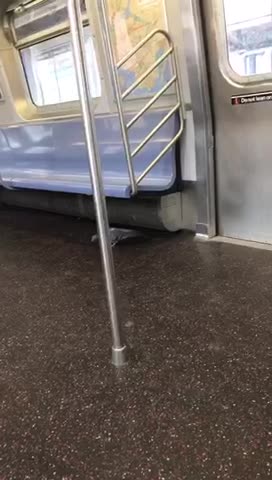 Pigeon on subway walks to open door and stands there