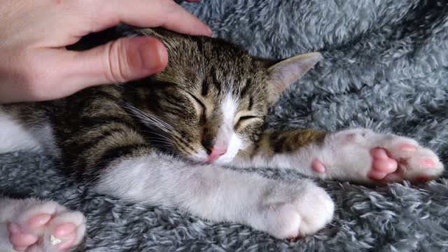 Spoiled Little Cat Yawns and Turns on His Back