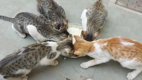 Kittens lunch time😋