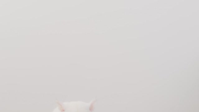 Cute white pets