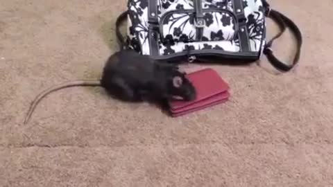 funny big rat