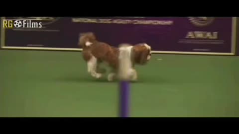 Fantastic performance of a dog.