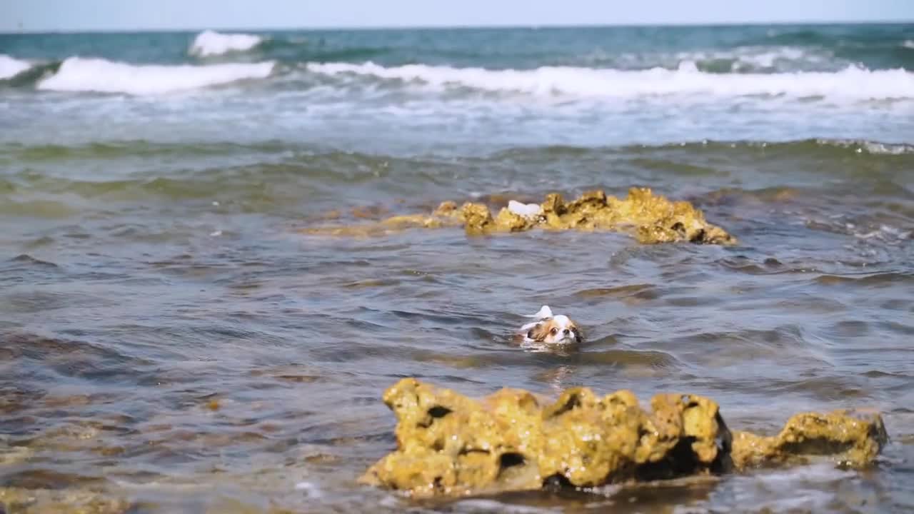 Little and charming chihuahua dog swimming in sea water