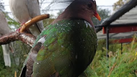 A bird is enjoying the rain, closeup, HD quality