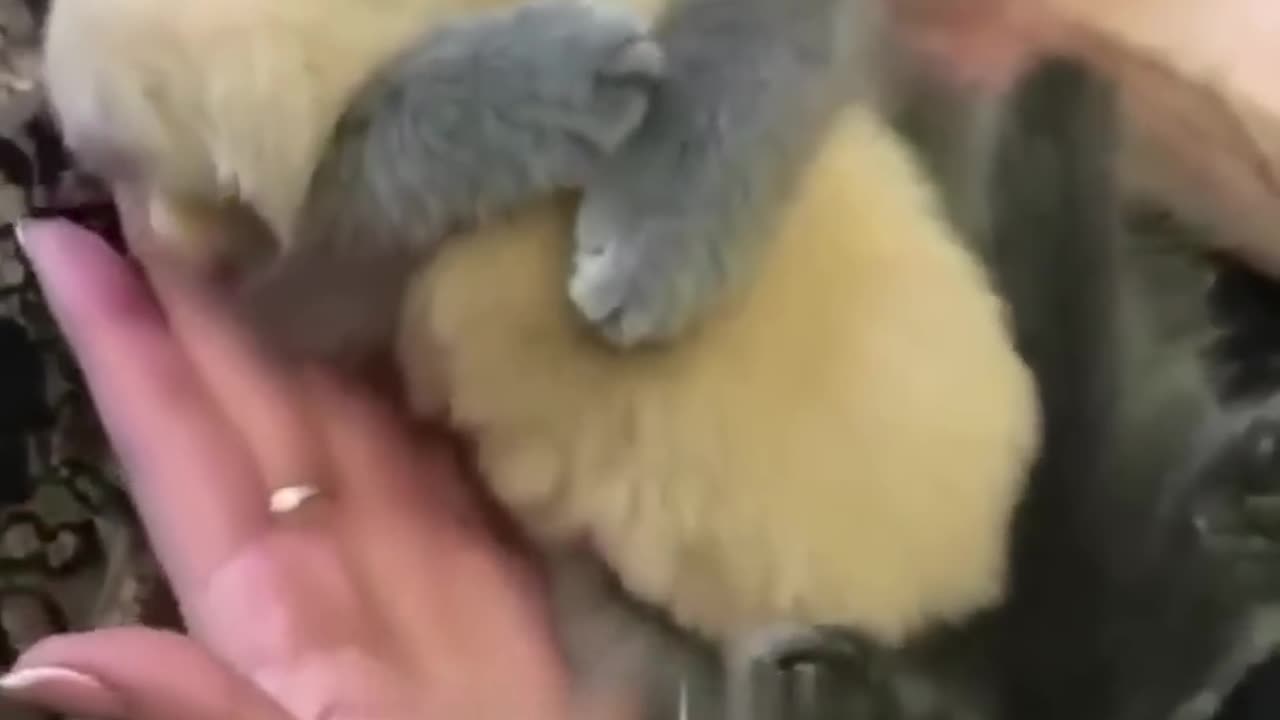 Cutie Kittens!