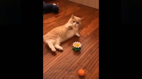 cute and funny pets