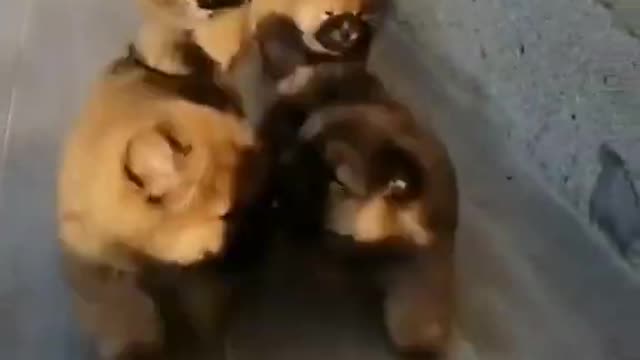 many puppies running to you!