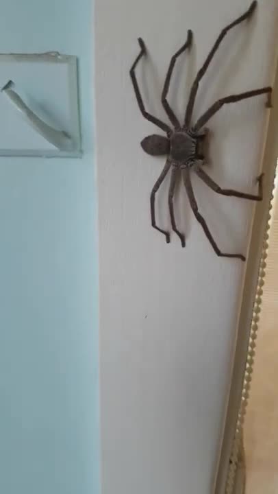 GIANT AUSTRALIAN SPIDER. 😱😱😱