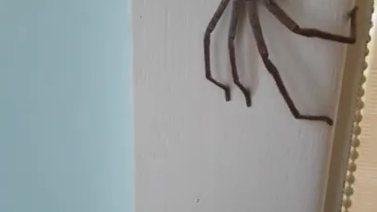 GIANT AUSTRALIAN SPIDER. 😱😱😱