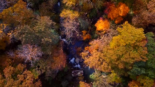 autumn foliage along the river