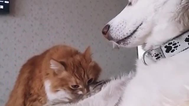 Funny cat and dog at home2