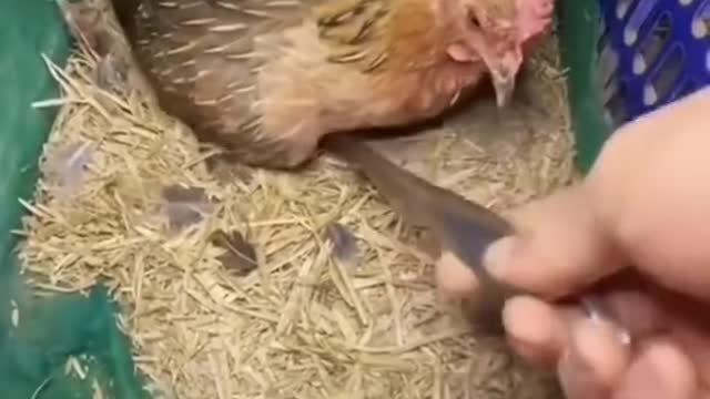 the hen won't let the egg