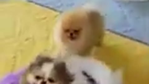 Baby_Dogs_🐶_Cute_and_Funny_Dog_Videos_-_Puppy_Dog_Clips_#shorts(240p)