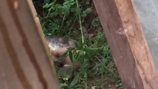 My turn to spy on the cat