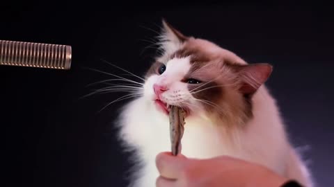 Cats eat dried fish to help them sleep, no voice to decompress