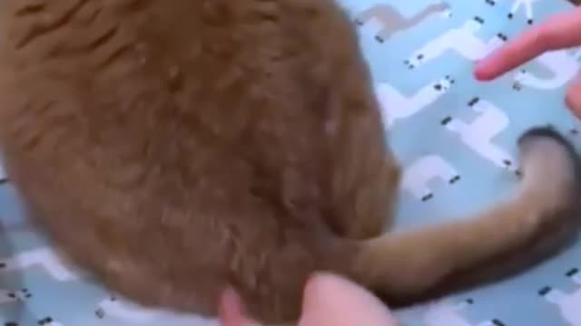 Cute funny cat cat funny bestcat funny