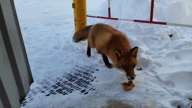 Feeding Hungry Foxes