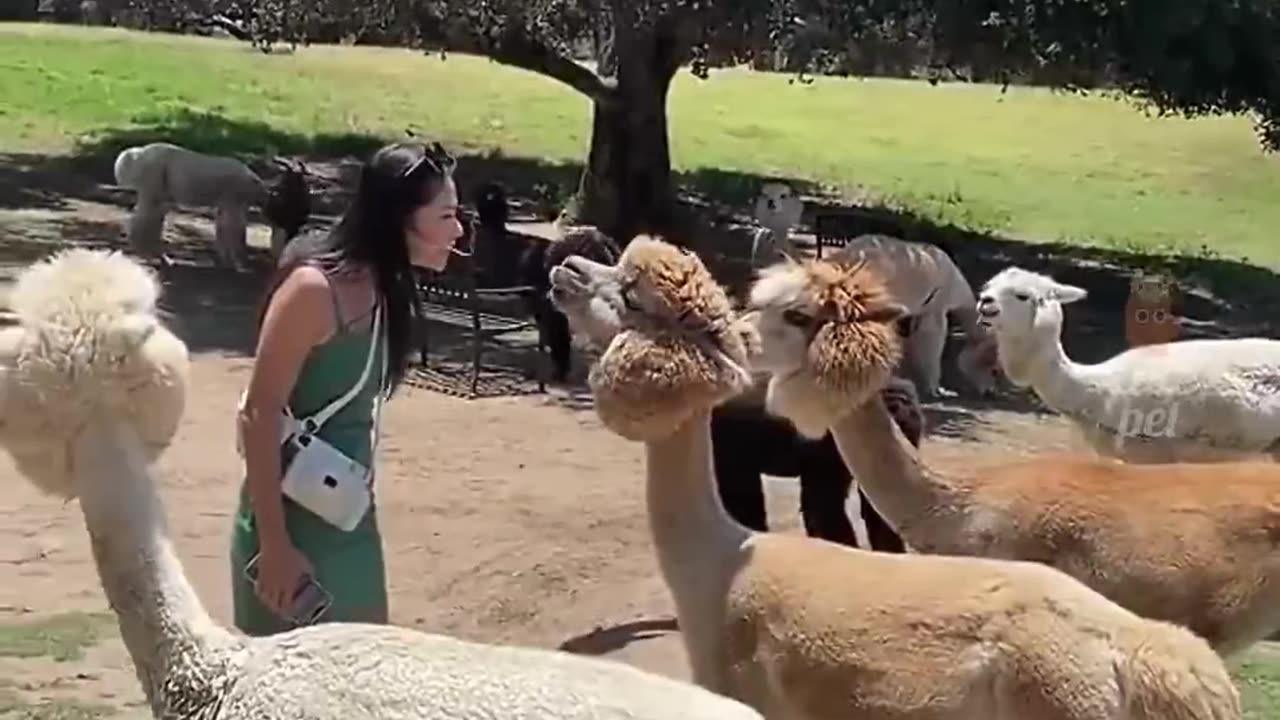 Funny cut animals 🤣