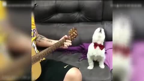 Baby dog singing with guitar.. 🥰