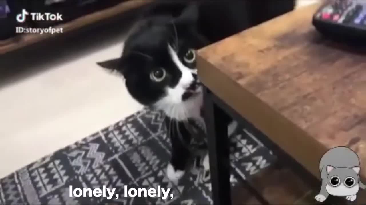 These cats can speak english better than hooman. Cats talking !!