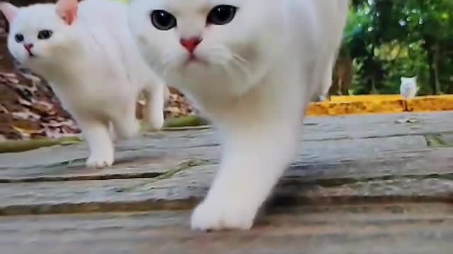 The cat's world is very leisurely, there is a lot of time to sleep soundly every day