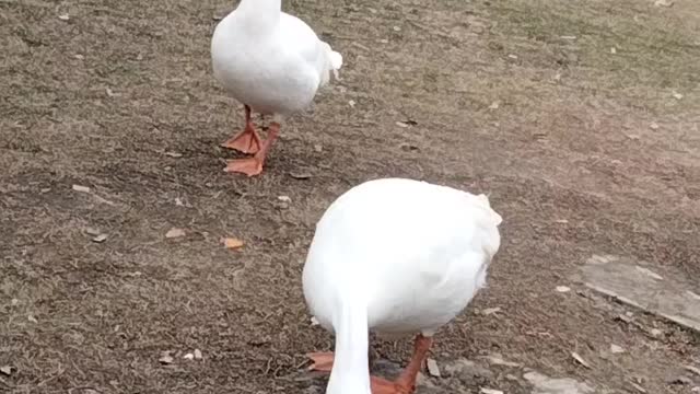 Cute Goose Video By Kingdom Of Awais