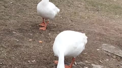 Cute Goose Video By Kingdom Of Awais