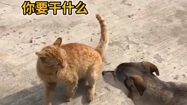 Cute kittens Baby Cats Cute and Funny Cat Videos Compilation
