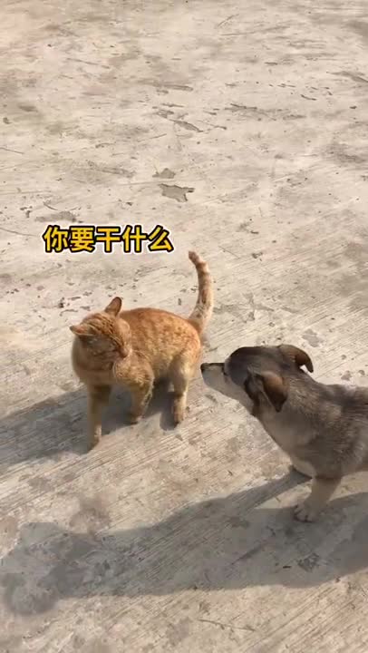 Cute kittens Baby Cats Cute and Funny Cat Videos Compilation