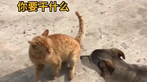Cute kittens Baby Cats Cute and Funny Cat Videos Compilation