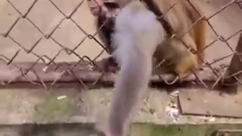monkey gets angry over a guy testing him with banana _ monkey funny video