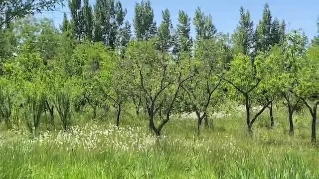 white flowers surrounded by green plants