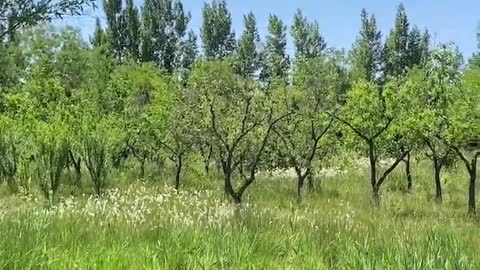 white flowers surrounded by green plants