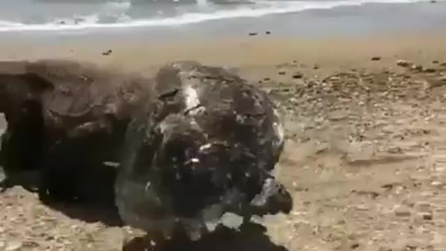 What is this?