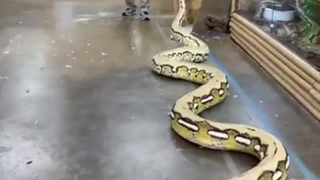 Could this be the biggest snake in the world