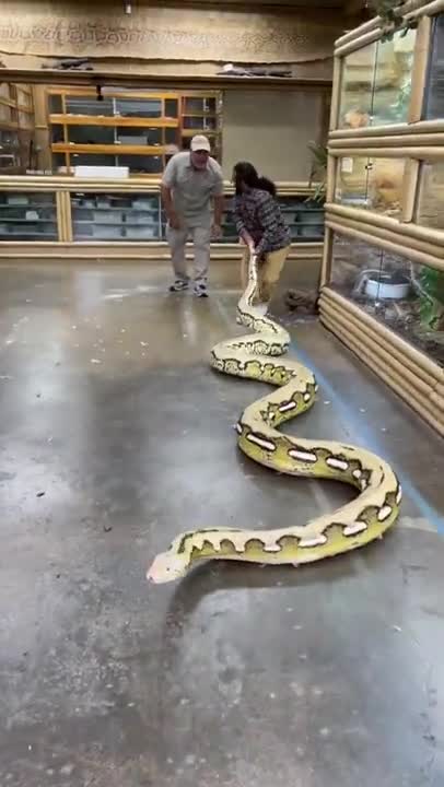 Could this be the biggest snake in the world