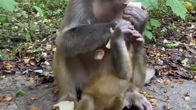 monkey funny reaction (4)